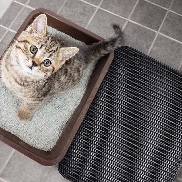 The Best Gift For Your Cat